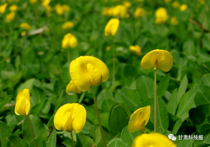 农技种花生开花少空果多快看正确的方法