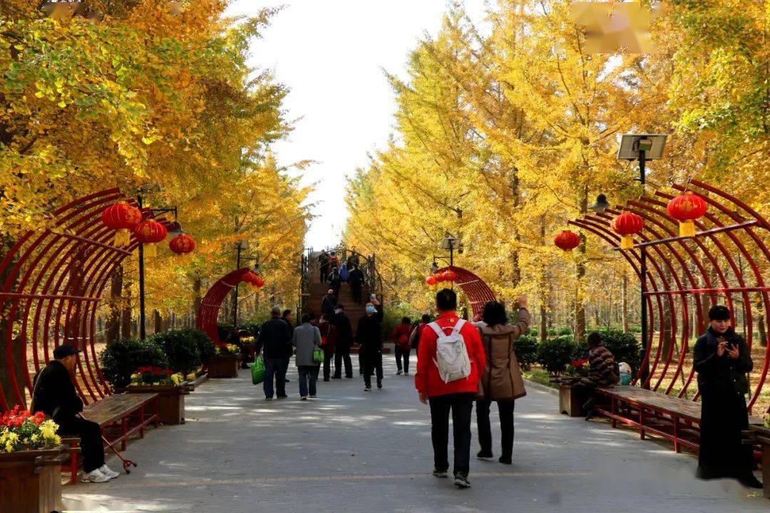 银杏一黄,郯城人必去的地方!