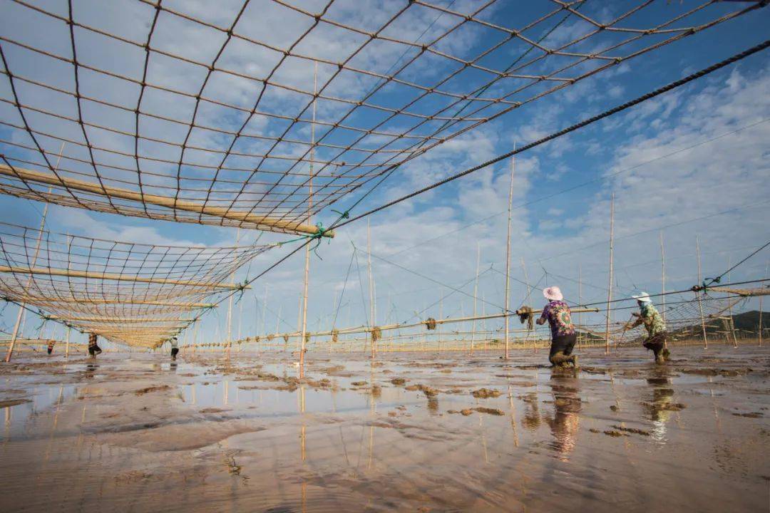 绿色蔬菜还是"海上菜园子"不仅是小海鲜养殖地沿海滩涂对于他们在三门