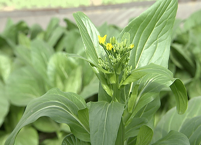 十字花科蔬菜新宠市场前景广阔 你吃过几种?