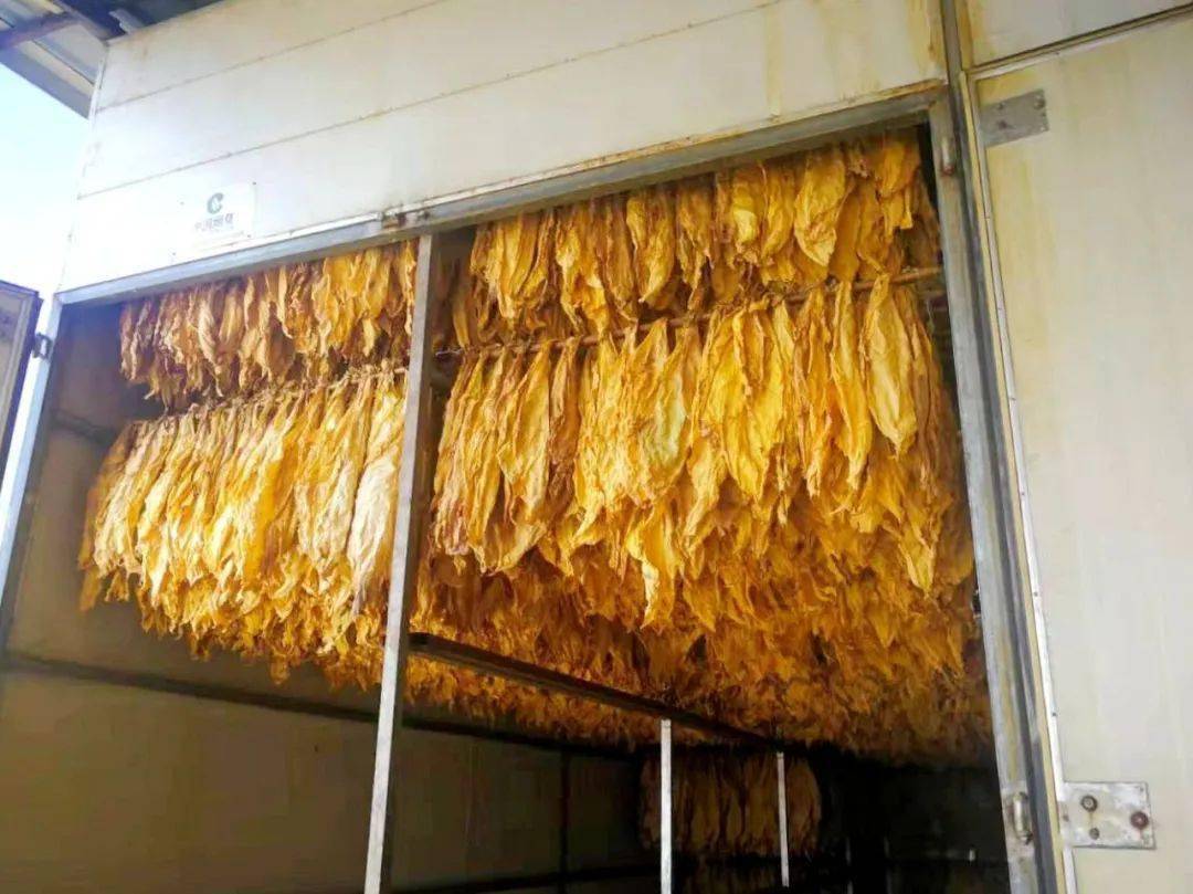 玉龙关注立足新时代展现新作为今年玉龙县烟叶生产再创新佳绩