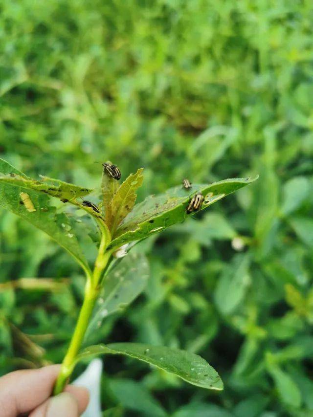 2020湖北三农观察根治长江流域水域生态之痛的喜和忧