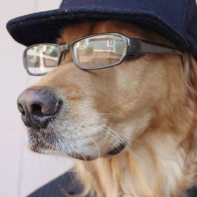 一只比我还要会搭配的金毛,简直毫无违和感!