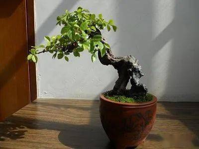 雀梅盆景的主要病害的防治二