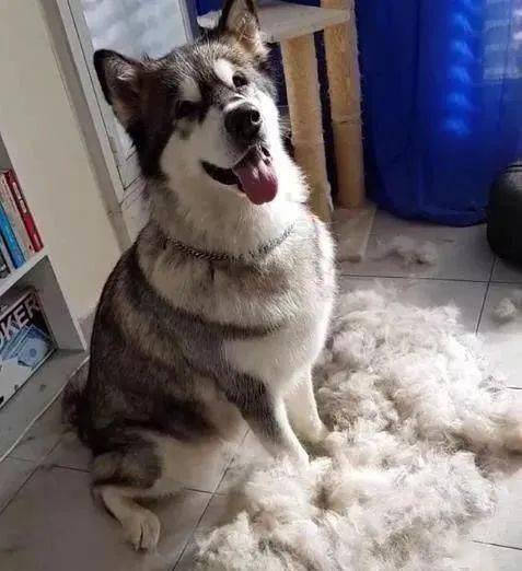 主人给阿拉斯加梳理毛发,宛如下雪一般,太美了!