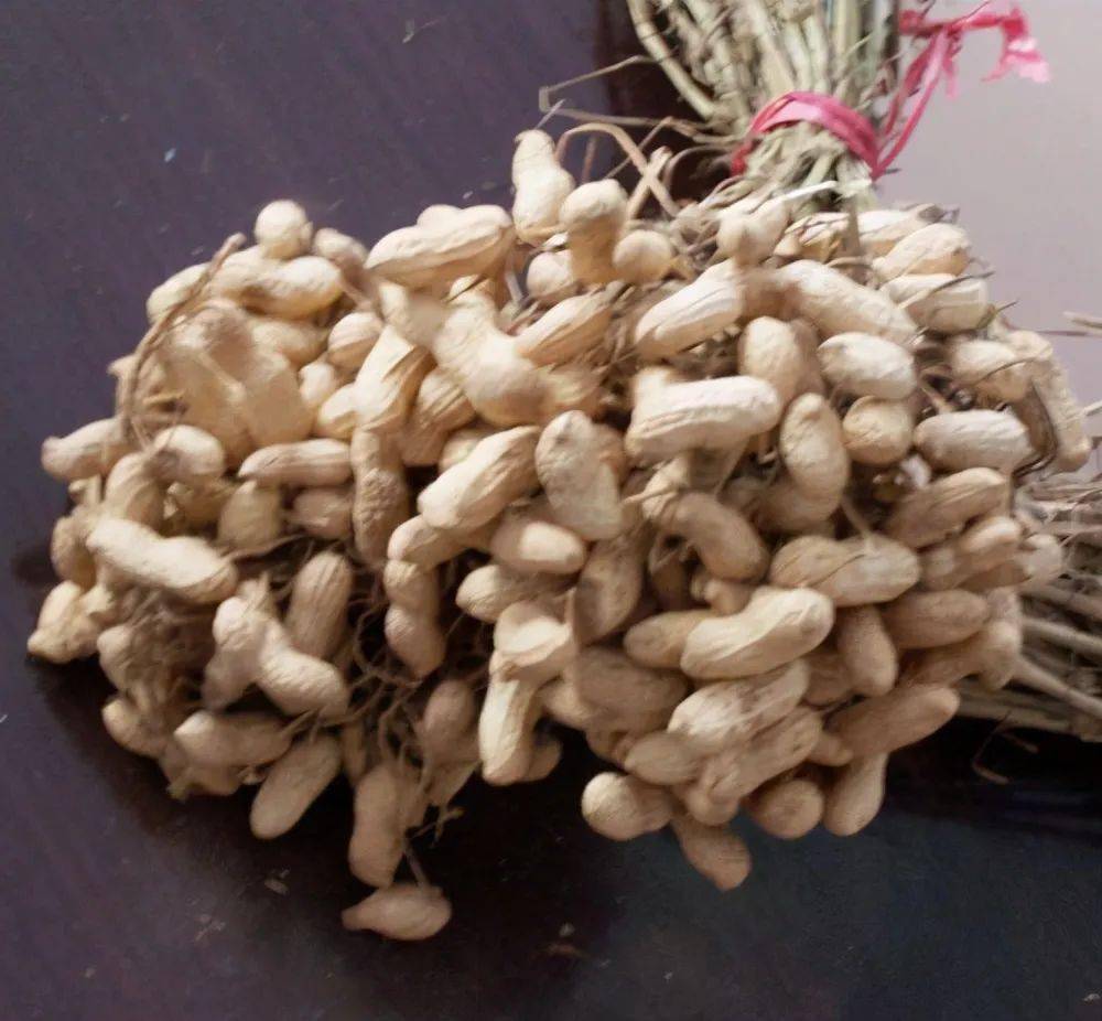 农民种花生,把北方高产的花生种直接引进到南方种植可以吗?_品种