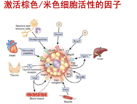 肥胖与脂肪组织功能调控