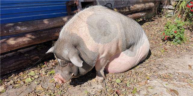 养一只500斤的宠物猪是什么体验猪主人它只是比猫狗大一点