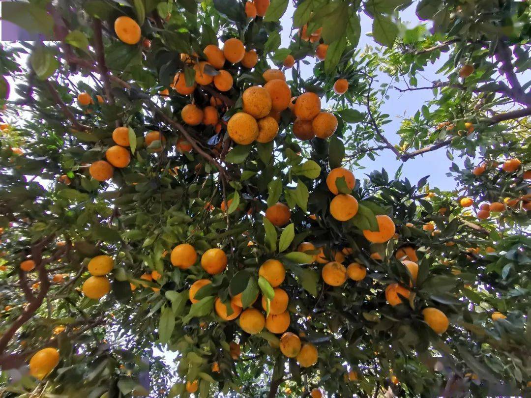 助农代言|常阴沙的秋,橘子熟了!
