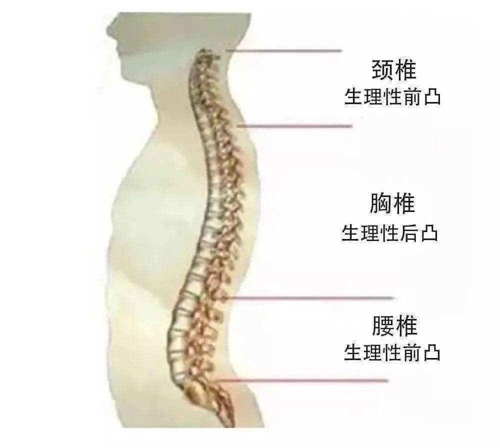 腰椎位置真人示意图图片