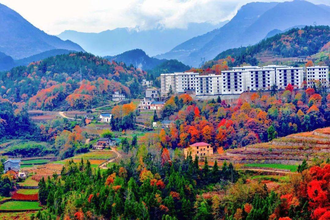 巴东12乡镇晒秋景看看你的家乡有多美