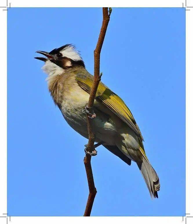 民间因其白头,称此"白头翁鸟",寓长寿之意.