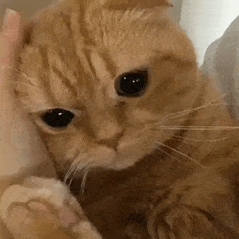 家里养一只大橘猫的话,也可以带它出门溜达的,很少出现应激反应.
