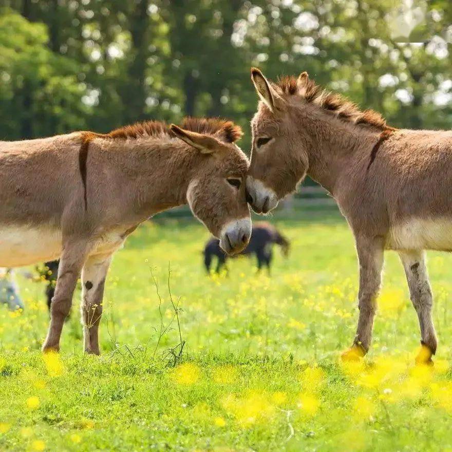 魔性的歌声,蹦跶的舞姿小毛驴,真是好久不见~"我有一只小毛驴,我从来