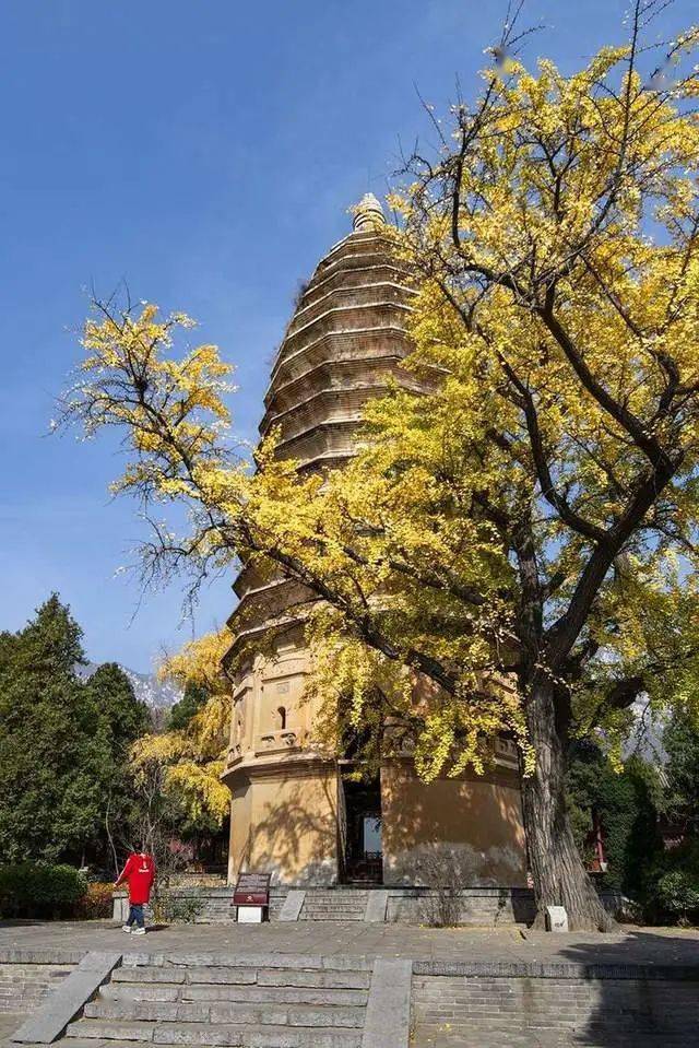 嵩山法王寺银杏树图片