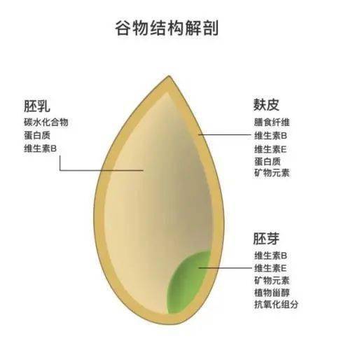 全麦面包是指用没有去掉外面麸皮和麦胚(小麦胚乳,胚芽)的全麦面粉