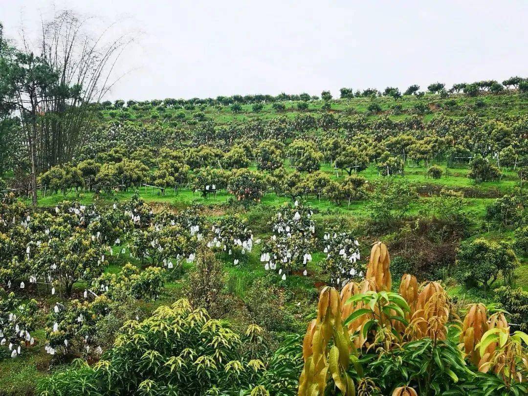 芒果作为当地水果产业的主导产品,2018年,全县芒果种植户达12882户