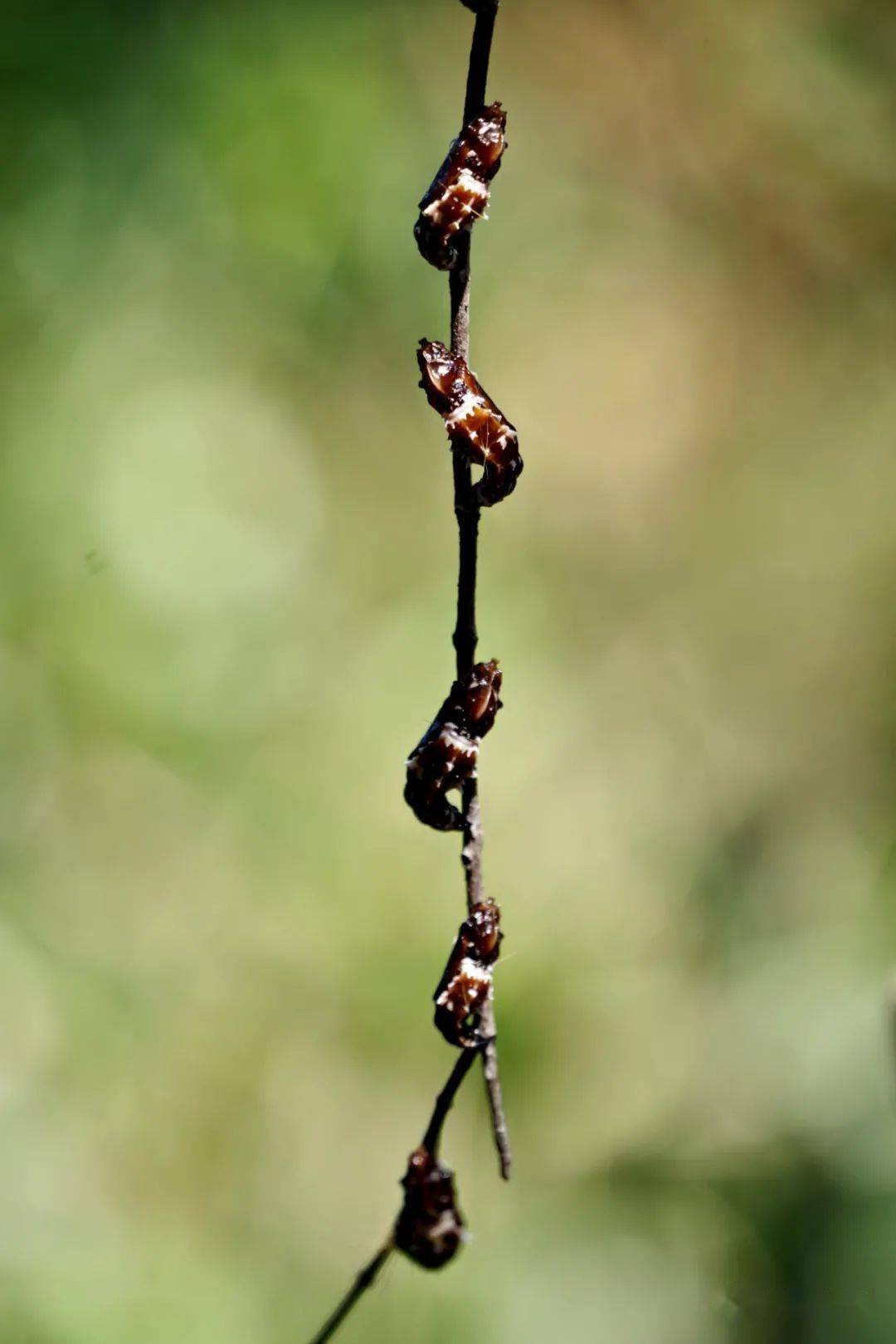 探访冬日飞仙报喜斑粉蝶丨精彩课程回顾