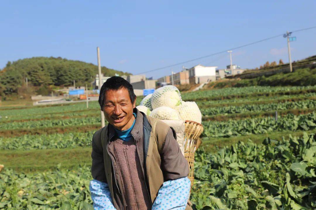 龙街镇:花菜获丰收 农民笑开颜