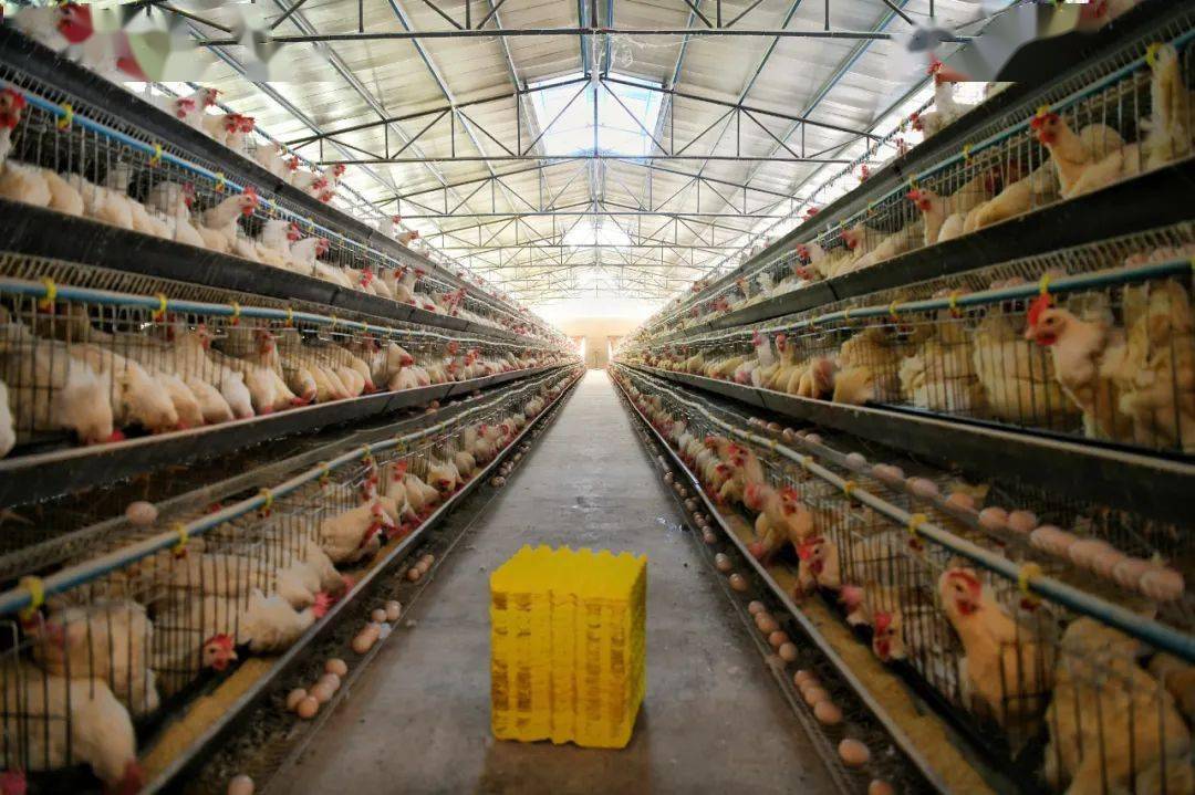 余庆有一家蛋鸡养殖场年售鸡蛋260万枚