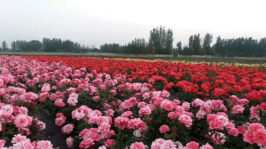 获嘉玫瑰花庄园图片