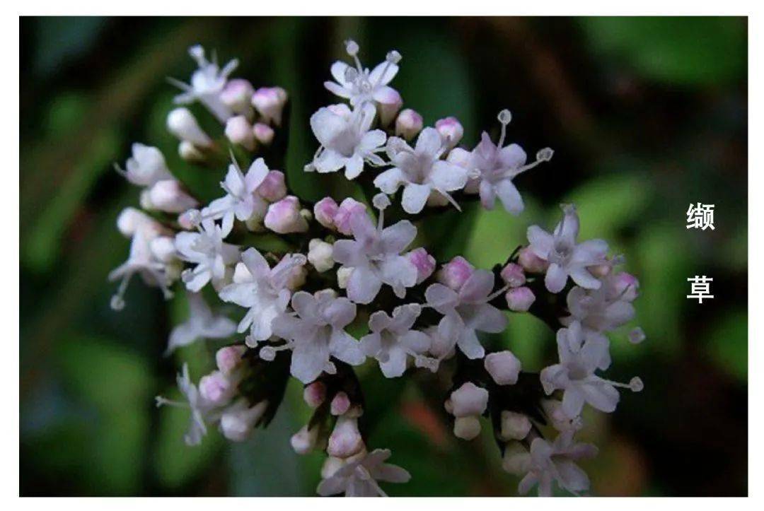 缬草拥有抗抑郁,安心神,改善心悸的效果 是 fda认定的天然安定草药