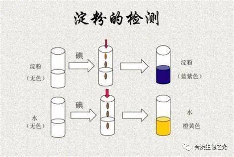 先加a液再加b液颜色反应:蛋白质 双缩脲试剂→紫色蛋白质的