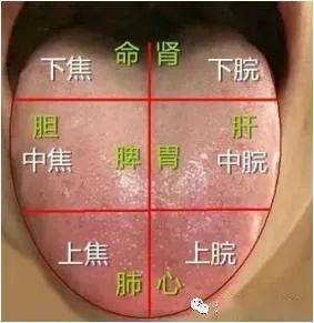 观舌识疾病中医辨证不再难