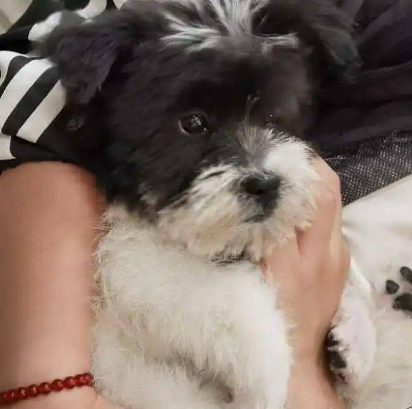 救助领养网红狗哈尼求领养