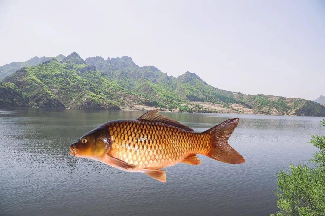 水库钓鲤丰收必须做到六要