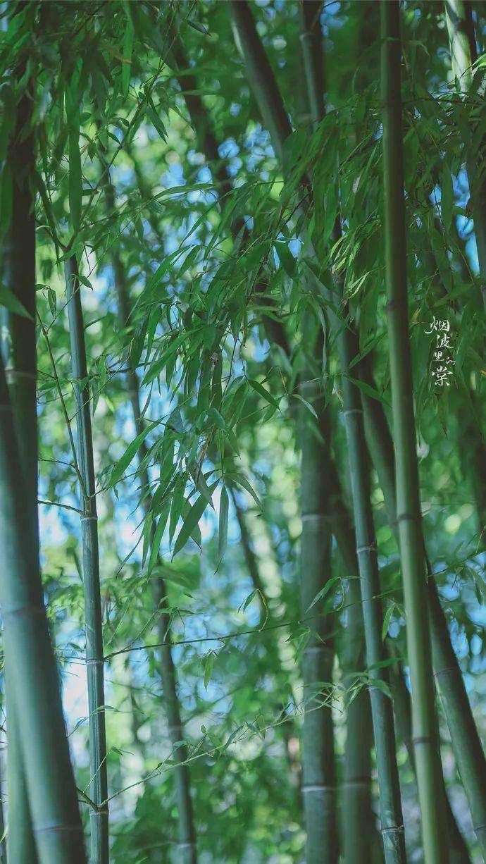 青青翠竹,远离尘世,独自清净_幽篁