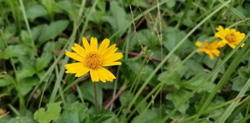 花语:忠贞不渝原产地:南美洲蟛蜞菊,这种个头小小的淡黄色菊花在校园