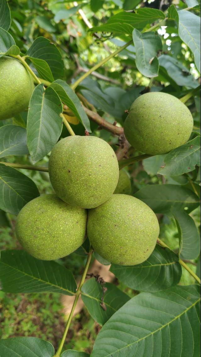 凤翔县糜杆桥乡180亩核桃园流转