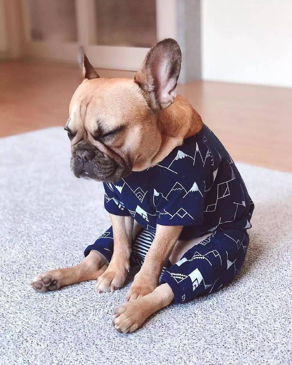 单身斗牛犬的日常感觉有人偷窥我
