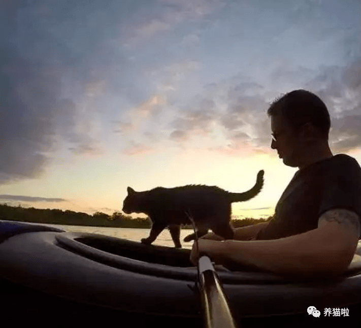 皮艇上的喵星人和帅气男主不怕水的猫
