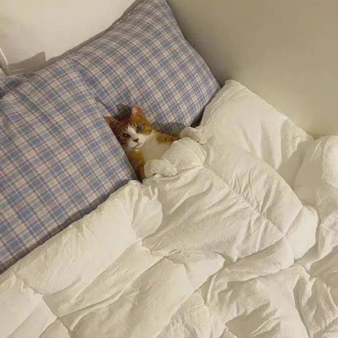 猫咪在床上给铲屎官暖床太可爱了