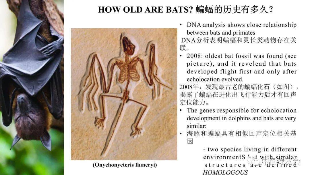"2020生物多样性与人类健康"科学传播系列活动进校园:认识蝙蝠在大