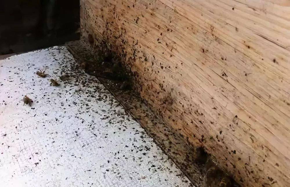 蜜蜂养殖冬季排泄的蜂群检查