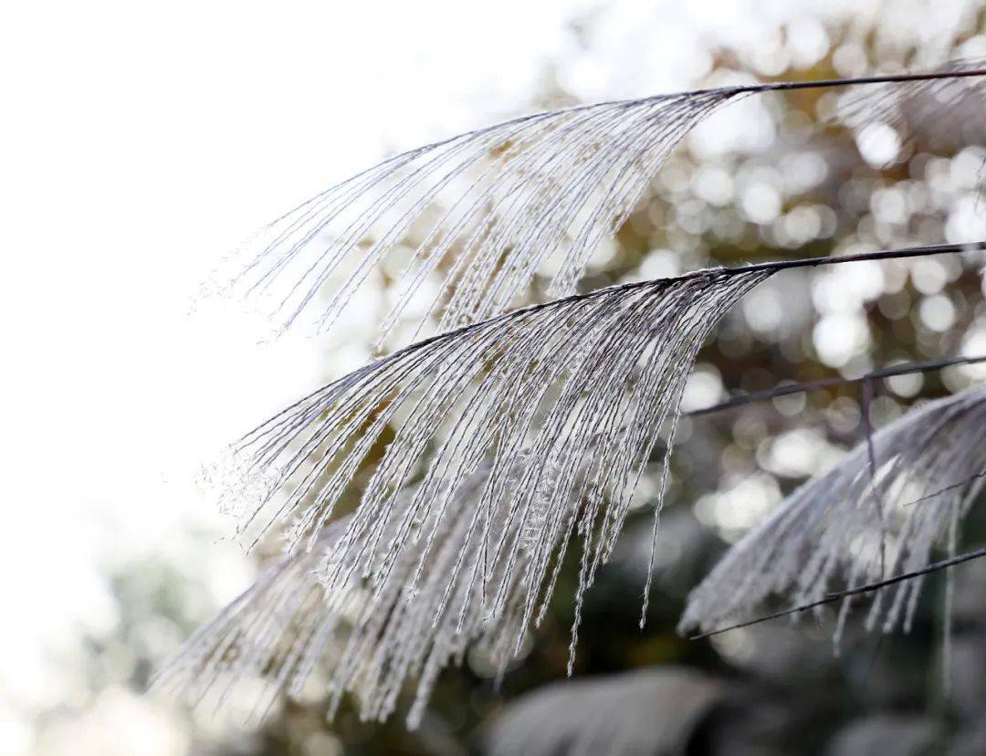 平坝这片美景藏不住了冲呀