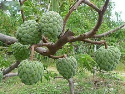 长在树上的冰激凌释迦果来啦赏味期仅20天