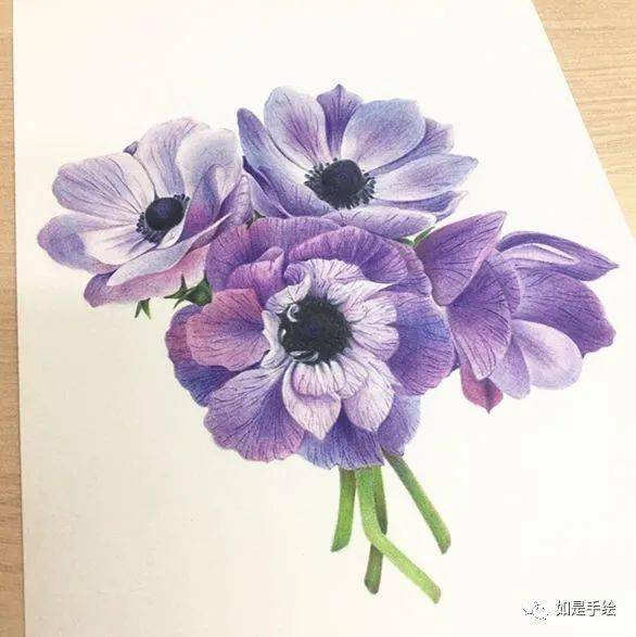 彩铅手绘 银莲花束