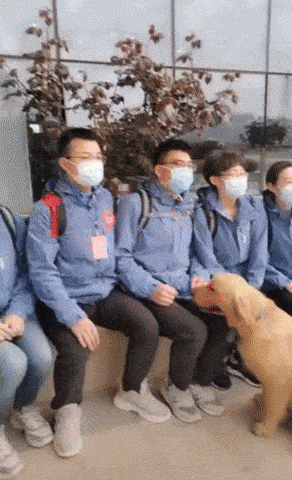 当湖北的一只流浪大金毛被山东医疗队喂养了50多天后带我走我是山东的