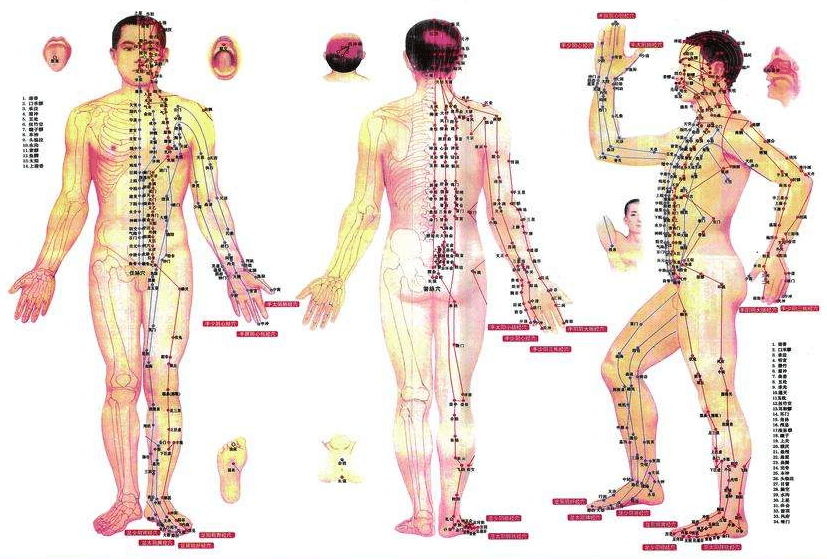 非常完整的人體穴位圖與功效果斷收藏