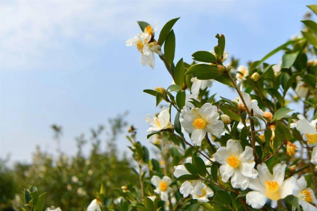 高清图片4k视频带你看中国油茶之乡的油茶花开盛景