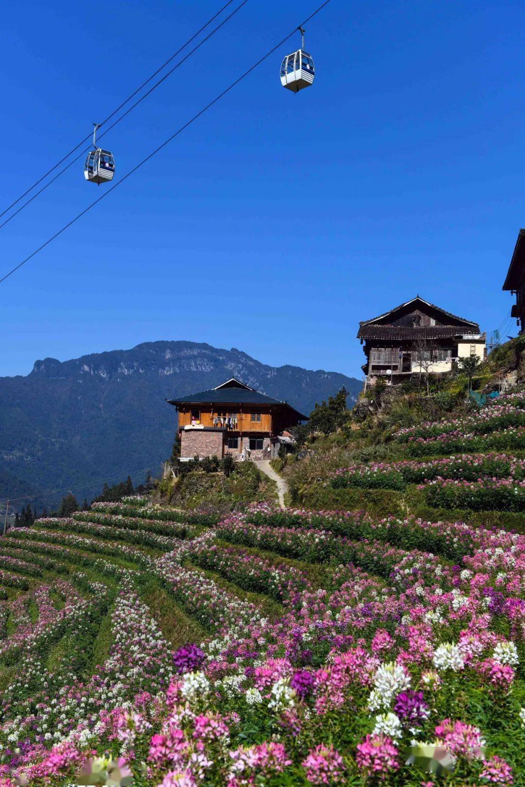 龙胜这里仍有花开……_手机搜狐网