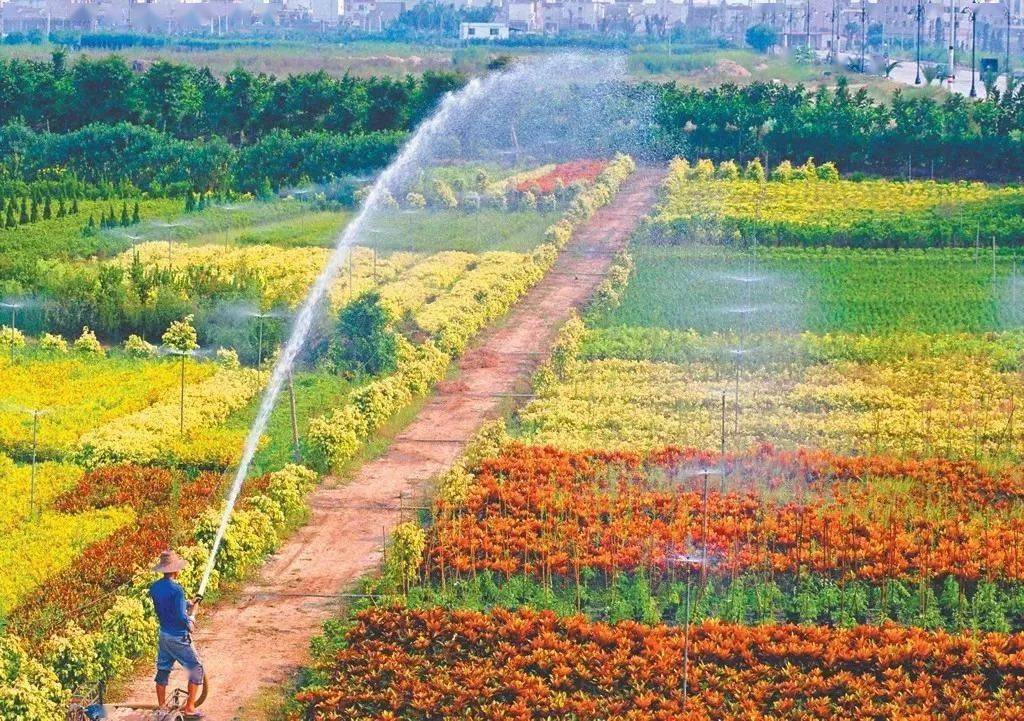 助推我市花木產業轉型升級,市政協赴橫欄鎮考察調研