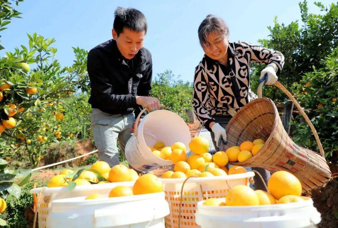 江西贛南臍橙開摘啦僅118箱果園直髮新鮮採摘汁水四溢香甜可口