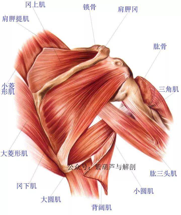 肩关节周围肌肉解剖图图片