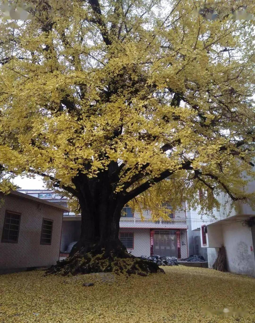 宁远这个村即将陷入银杏劫美得不可思议