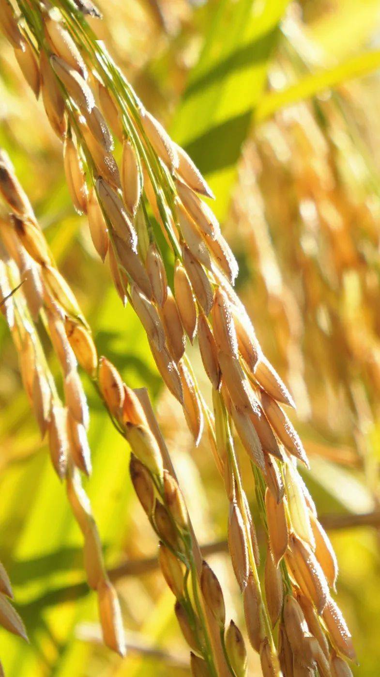 金灿灿的稻田里,开着收割机的你就是最帅的!